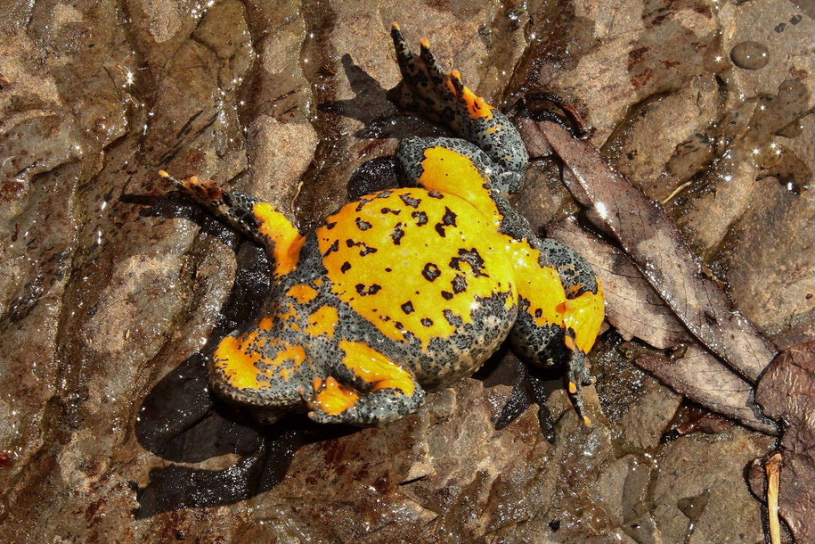 Bombina variegata o B. pachypus? B. pachypus (GE)